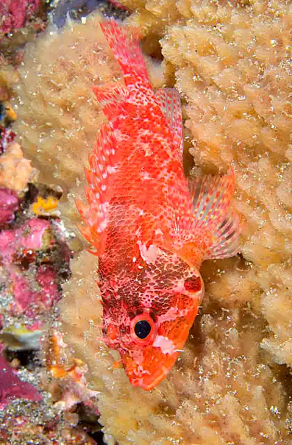 Cheekspot Scorpionfish (Scorpaenodes littoralis) resting on sponge.