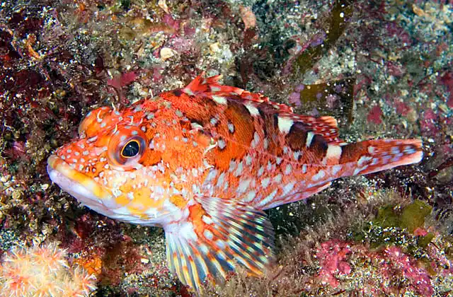Marbled Scorpionfish (Sebastiscus marmoratus)