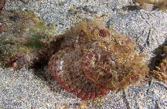 Firefin Scorpionfish (Scorpaenopsis neglecta) Well camouflaged scorpionfish species with venomous spines and the underside of it's pectoral fins being bright orange-red which are inverted and flashed open as a warning to predators when it flees.