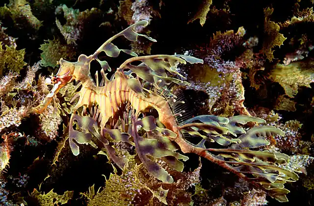Leafy Seadragon (Phycodurus eques) Camouflage. Mimicry of kelp environment.
