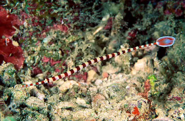 Ringed Pipefish (Doryrhamphus dactyliophorus)
