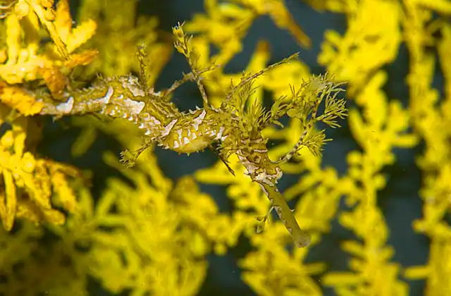 Ribboned Pipefish (Haliichthys taeniophorus)