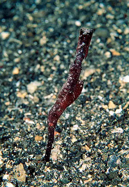 Ghost Pipefish (Solenostomus cyanopterus) Camouflage imitates sea grasses.