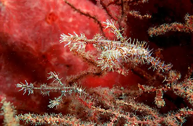 Harlequin Ghost Pipefish (Solenostomus paradoxus) Camouflaged to imitate sea fans, crinoids and soft corals.