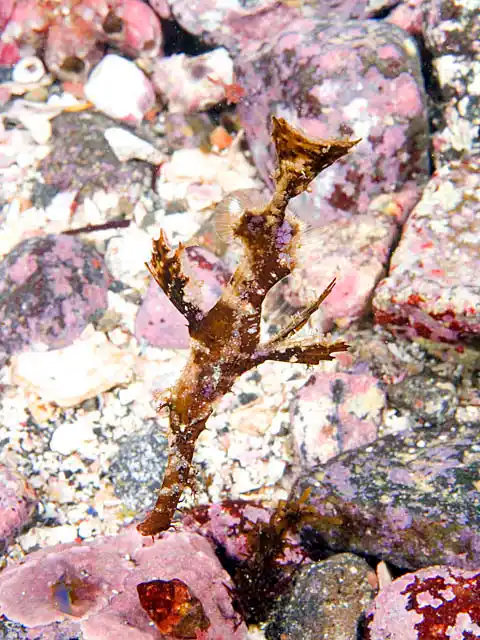 Delicate Ghost Pipefish (Solenostomus leptosoma) Brown colour form to match sea weed and algae.