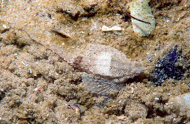 Sculptured Seamoth (Pegasus lancifer)