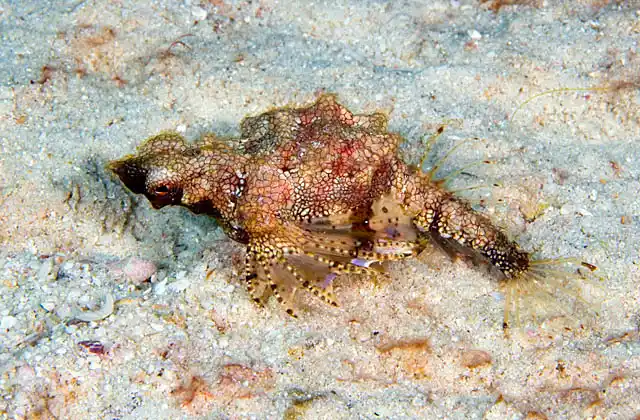 Short Dragonfish (Eurypegasus draconis)