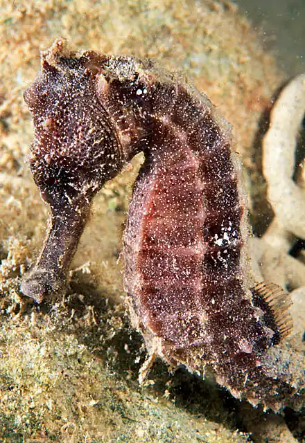 Whitespotted Seahorse (Hippocampus kuda)