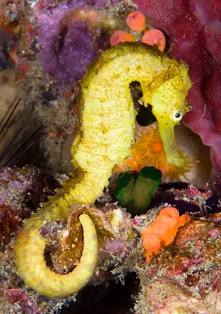 Tiger Tail Seahorse (Hippocampus comes)