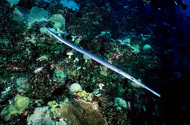 Smooth Flutemouth (Fistularia commersonii) on coral reef wall.
