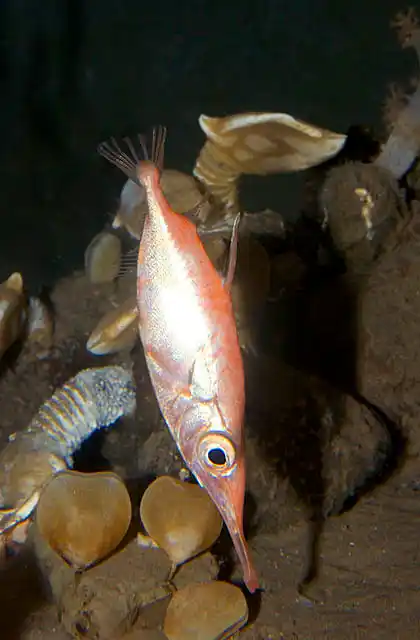 Longspine Snipefish (Macroramphosus scolopax) Deepwater relative of seahorses and trumpetfish  down to 600 meters.