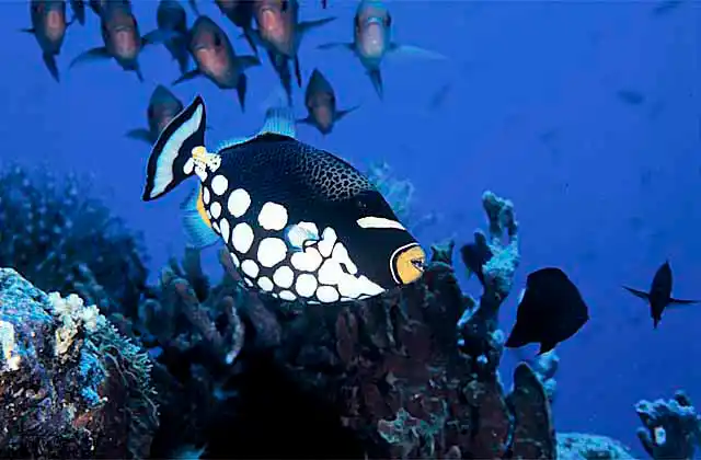 Clown Triggerfish (Balistoides conspicillum)