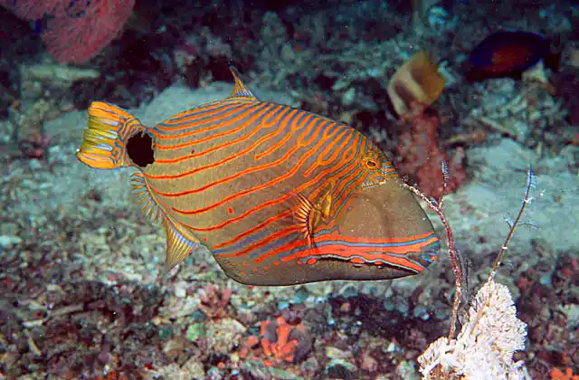 Orange Lined Triggerfish (Balistapus undulatus)
