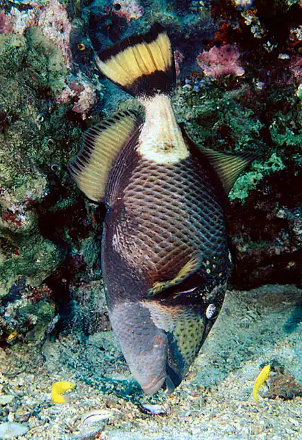 Titan Triggerfish (Balistoides viridescens) Feeding.