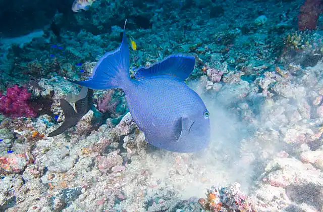 Yellow-spotted Triggerfish (Pseudobalistes fuscus) blowing sand away with jets of water to find worms and crabs.