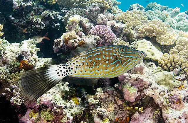 Scrawled Leatherjacket (Aluterus scriptus)