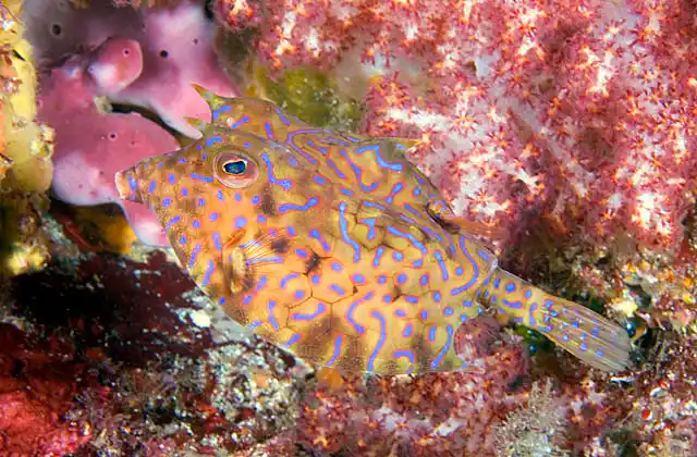 Thornback Cowfish (Lactoria fornasini) feeding on rocky reef.