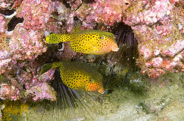 Arabian Boxfish (Ostracion cyanurus)