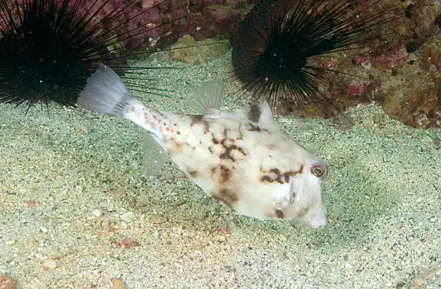 Thornbacked Boxfish (Ostracion cyanurus) foraging for worms and crustaceans on sandy sea bed.