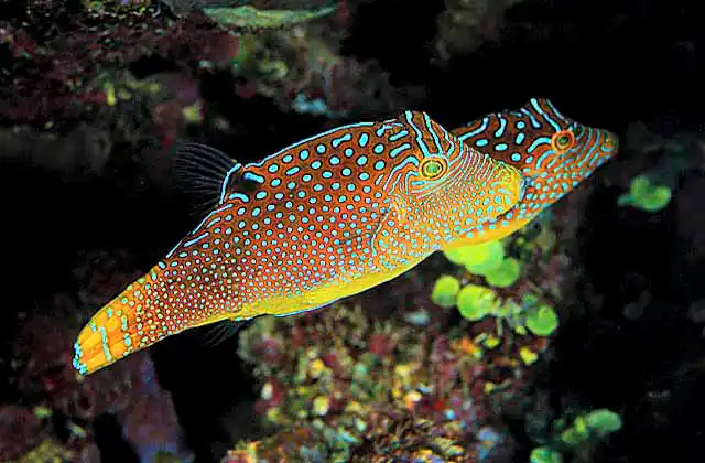 Solander's Toby (Canthigaster solandri)