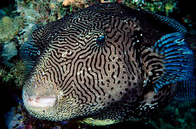 Map Pufferfish (Arothron mappa)