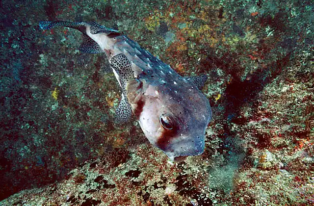 Spotted Burrfish (Chilomycterus reticulatus) feeding on ascidians.