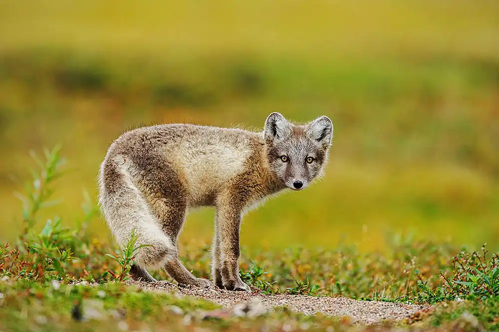 Arctic Fox (Vulpes lagopus) pup.
