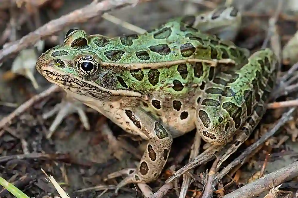 Northern Leopard Frog (Lithobates pipiens)