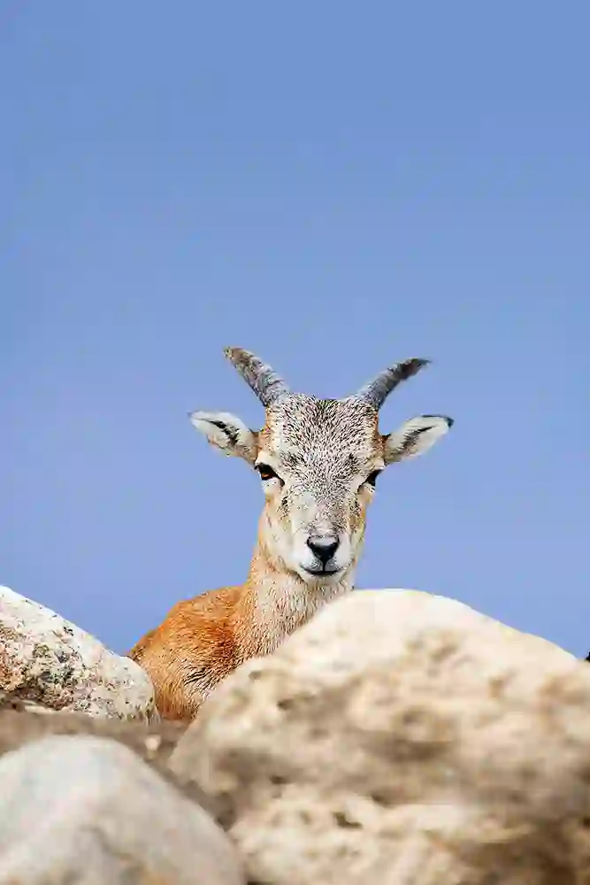 Mouflon Sheep (Ovis orientalis) Juvenile.