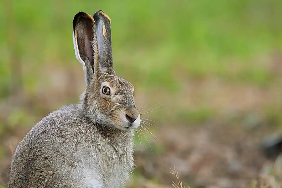 White-tailed Jackrabbit (Lepus townsendii)