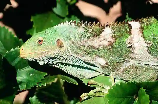 Crested Iguana (Brachylophus vitiensis)