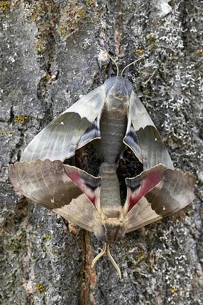 Modest Sphinx Mopth (Pachysphinx modesta) mating.