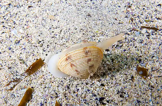 Sand Cockle (Katelysia scalarina), or Venus Shell, with extended syphon and foot as it moves across the sandy sea bed propelled by strong muscular spasm.