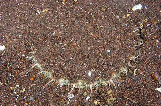 Japanese Baking Scallop (Pectin albicans) buried with extended feeding mantle.