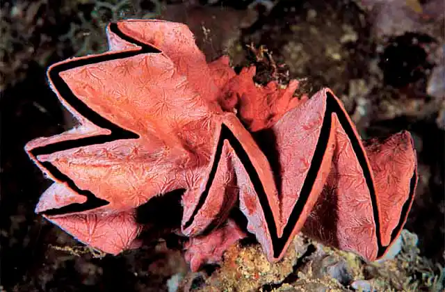 Cockscomb Oyster (Lopha cristagalli)