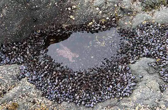 California Mussels (Mytilus californianus) growing around small tide pool on rocky foreshore.