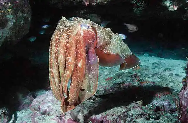 Giant Cuttlefish (Sepia apama)