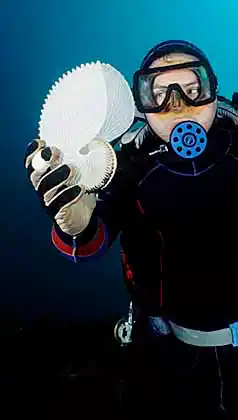 Knobbed Argonaut (Argonauta nodosa) or Paper Nautilus egg case.