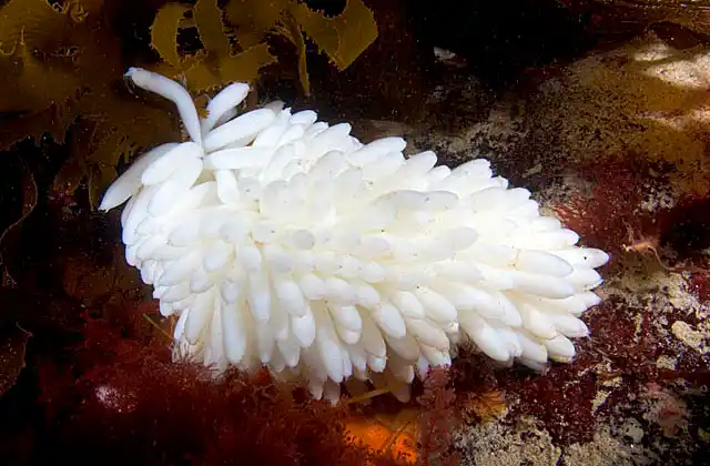 Southern Calamari Squid (Sepioteuthis australis) egg mass anchored on rocky reef among kelp strands.