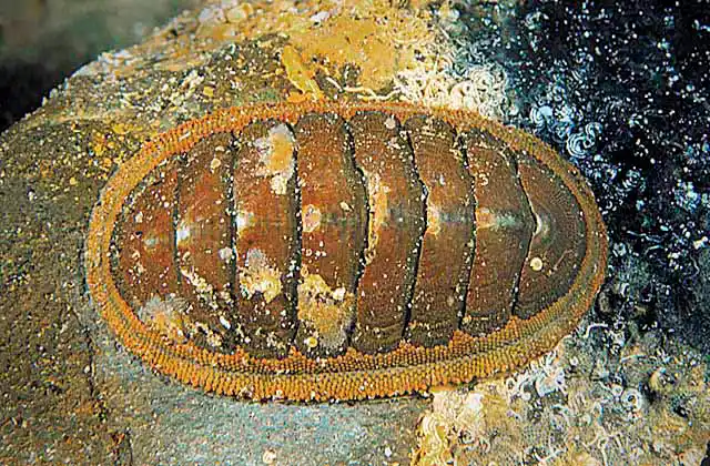Southern Chiton (Ischnochiton australis)