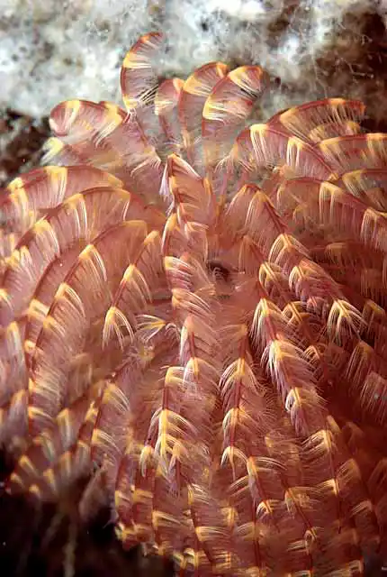 Featherduster Tube Worm (Sabellastarte sp.)