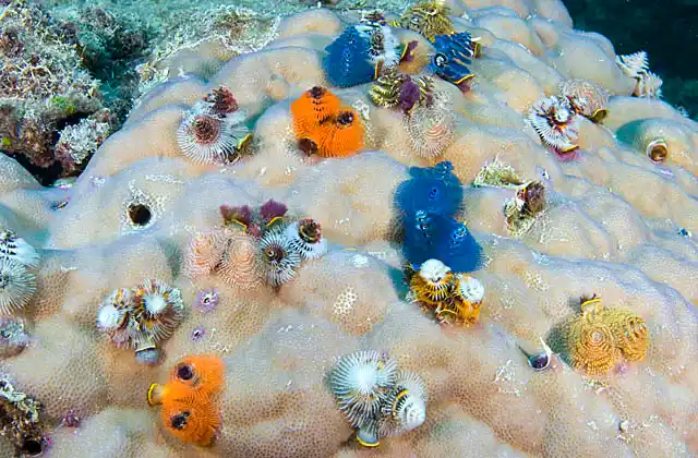 Spiral Worms (Spirobranchus giganteus) or Christmas Tree Worms growing on Porites coral.