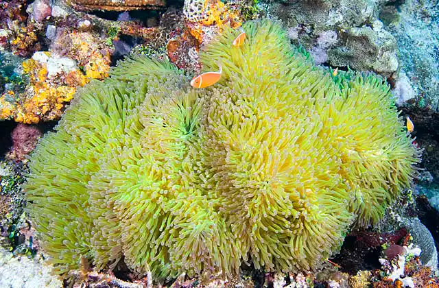 Magnificent Sea Anemone (Heteractis magnifica) with Skunk Anemonefish (Amphiprion akallopisos)