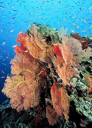 Gorgonian Sea Fans (Melithaea sp.), Soft Coral (Denronephthya sp.) and schooling Splitfin Anthias (Luzonichthys waitei)