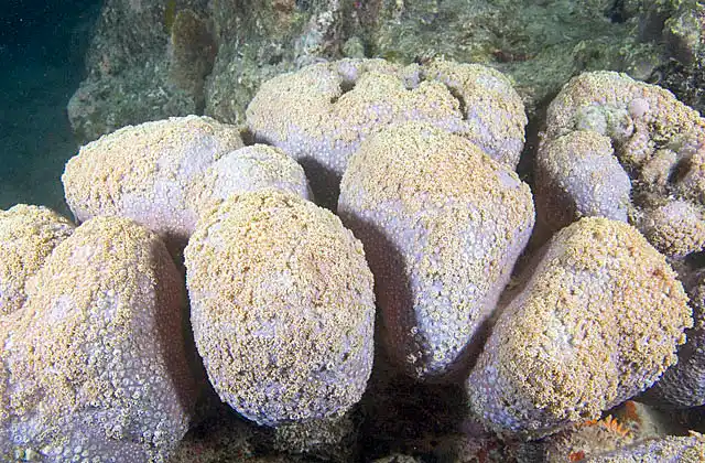 Pavona Coral (Pavona clavus)