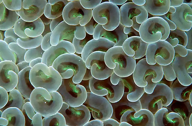 Euphyllia Coral Polyps (Euphyllia ancori)