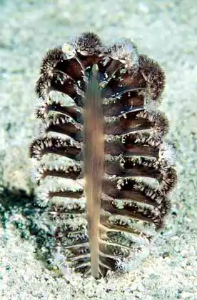 Sea Pen (Pteroeidae sp.)