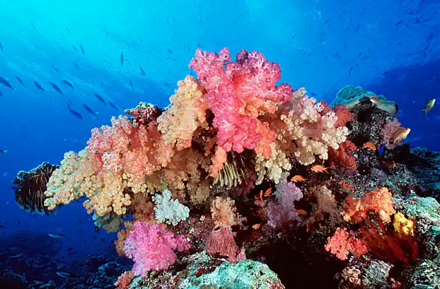 Soft Corals (Dendronephthya sp.)
