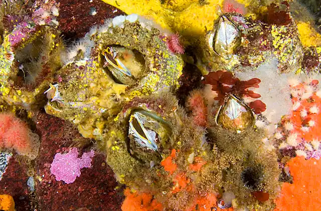 Giant Barnacles (Balanus nubilus)