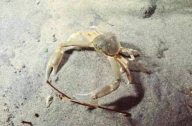 Smooth Pebble Crab (Ebalia intermedia)